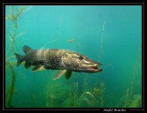 Brochet, bis... by André Bruchez 